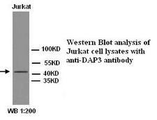 DAP3 Antibody