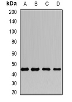 DAP3 Antibody - Western blot analysis of DAP-3 expression in Jurkat (A); HeLa (B); mouse heart (C); mouse thymus (D) whole cell lysates.