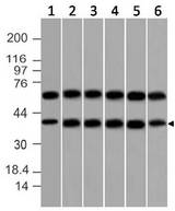 DAP3 Antibody - Fig-1: Western blot analysis of DAP-3. Anti-DAP-3 antibody was used at 2 µg/ml on (1) HT-29, (2) Hela, (3) SKBR3, (4) MCF-7, (5) HCT-116 and (6) A549 lysates.