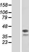 DAP3 Protein - Western validation with an anti-DDK antibody * L: Control HEK293 lysate R: Over-expression lysate