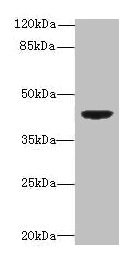 DAPK2 / DAP Kinase 2 Antibody - Western blot All lanes: DAPK2 antibody at 6µg/ml + Mouse brain tissue Secondary Goat polyclonal to rabbit IgG at 1/10000 dilution Predicted band size: 43, 56 kDa Observed band size: 43 kDa