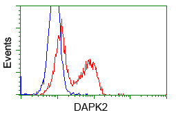 DAPK2 / DAP Kinase 2 Antibody - HEK293T cells transfected with either pCMV6-ENTRY DAPK2 (Red) or empty vector control plasmid (Blue) were immunostained with anti-DAPK2 mouse monoclonal, and then analyzed by flow cytometry.