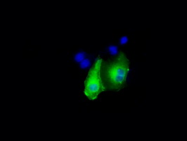 DAPK2 / DAP Kinase 2 Antibody - Anti-DAPK2 mouse monoclonal antibody  immunofluorescent staining of COS7 cells transiently transfected by pCMV6-ENTRY DAPK2.