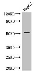 DAPK3 / ZIP Kinase Antibody - Western Blot Positive WB detected in: HepG2 whole cell lysate All lanes: DAPK3 antibody at 3.4µg/ml Secondary Goat polyclonal to rabbit IgG at 1/50000 dilution Predicted band size: 53, 38 kDa Observed band size: 53 kDa