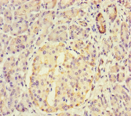 DAPL1 Antibody - Immunohistochemistry of paraffin-embedded human pancreatic tissue using DAPL1 Antibody at dilution of 1:100