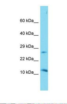 DAPL1 Antibody - Western blot of Mouse Kidney. Dapl1 antibody dilution 1.0 ug/ml.  This image was taken for the unconjugated form of this product. Other forms have not been tested.