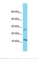 DAPL1 Antibody - Western blot of Mouse Kidney. Dapl1 antibody dilution 1.0 ug/ml.  This image was taken for the unconjugated form of this product. Other forms have not been tested.
