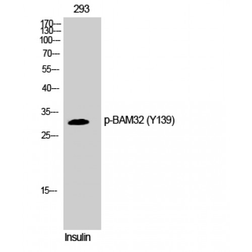 DAPP1 / BAM32 Antibody - Western blot of Phospho-BAM32 (Y139) antibody
