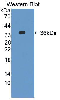 DAPP1 / BAM32 Antibody - Western blot of DAPP1 / BAM32 antibody.