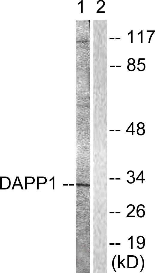 DAPP1 / BAM32 Antibody - Western blot analysis of lysates from 293 cells, treated with Insulin 0.01U/ml 2', using DAPP1 Antibody. The lane on the right is blocked with the synthesized peptide.