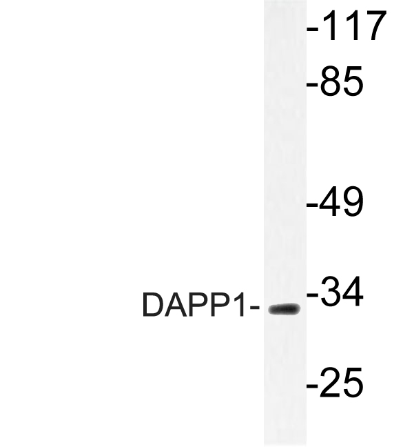 DAPP1 / BAM32 Antibody - Western blot of DAPP1 (E135) pAb in extracts from 293 cells.