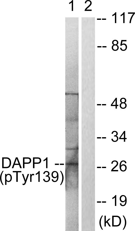DAPP1 / BAM32 Antibody - Western blot analysis of lysates from 293 cells treated with Insulin 0.01U/ml 2', using DAPP1 (Phospho-Tyr139) Antibody. The lane on the right is blocked with the phospho peptide.