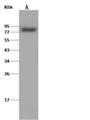 DARS2 Antibody - Anti-DARS2 rabbit polyclonal antibody at 1:500 dilution. Lane A: MCF7 Whole Cell Lysate. Lysates/proteins at 30 ug per lane. Secondary: Goat Anti-Rabbit IgG (H+L)/HRP at 1/10000 dilution. Developed using the ECL technique. Performed under reducing conditions. Predicted band size: 74 kDa. Observed band size: 74 kDa.