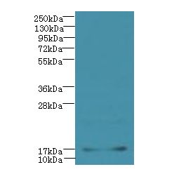 DAT1 / LMO3 Antibody - Western blot. All lanes: LMO3 antibody at 6 ug/ml+ HeLa whole cell lysate Goat polyclonal to rabbit at 1:10000 dilution. Predicted band size: 17 kDa. Observed band size: 17 kDa.