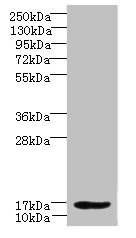 DAT1 / LMO3 Antibody - Western blot All lanes: LMO3 antibody at 6µg/ml + Hela whole cell lysate Secondary Goat polyclonal to rabbit IgG at 1/10000 dilution Predicted band size: 17, 20, 18, 19 kDa Observed band size: 17 kDa