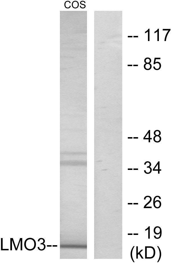 DAT1 / LMO3 Antibody - Western blot analysis of extracts from COS-7 cells, using LMO3 antibody.
