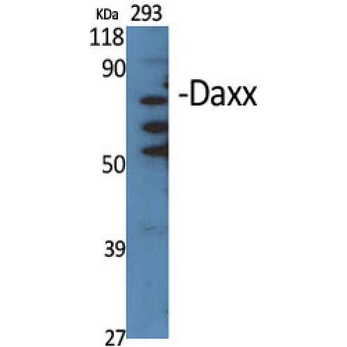 DAXX Antibody - Western blot of Daxx antibody