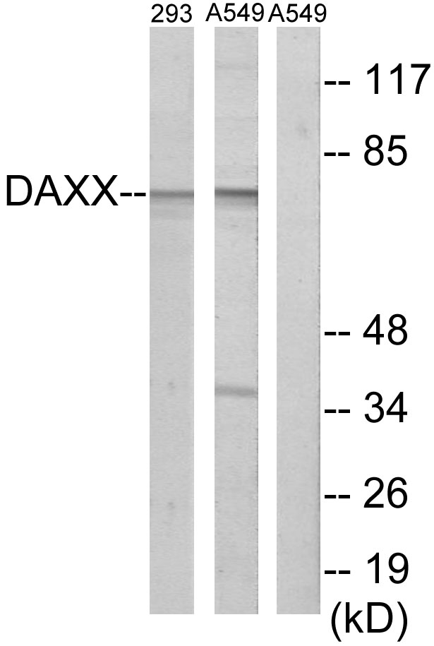 DAXX Antibody - Western blot analysis of lysates from 293 cells and A549 cells, using DAXX Antibody. The lane on the right is blocked with the synthesized peptide.