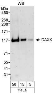 DAXX Antibody - Detection of Human DAXX by Western Blot. Samples: Whole cell lysate (5, 15 and 50 ug) from HeLa cells. Antibody: Affinity purified rabbit anti-DAXX antibody used for WB at 0.04 ug/ml. Detection: Chemiluminescence with an exposure time of 3 minutes.