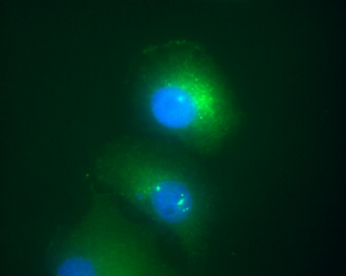 DAXX Antibody - Immunofluorescence staining of Daxx in transfected HeLa human cervix carcinoma cell line.  Myc Daxx (green) was stained with anti-human Daxx (DAXX-01), nuclei were stained with DAPI (blue).    A - nuclear localization of Daxx in HeLa cells transfected with pCDNA3-MycDaxx  B - HeLa cells were co-transfected with pCDNA3-MycDaxx and pCDNA3-ASK1HA, which led to translocation of Daxx from nucleus to cytoplasm