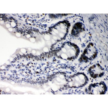 DAXX Antibody - DAXX antibody IHC-paraffin. IHC(P): Rat Intestine Tissue.