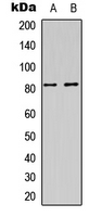 DAXX Antibody - Western blot analysis of DAXX (pS668) expression in HEK293T (A); HeLa (B) whole cell lysates.