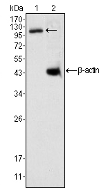 DAXX Antibody - Western blot using DAXX mouse monoclonal antibody against K562 cell lysate (1).