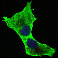 DAXX Antibody - Confocal immunofluorescence of PANC-1 cells using DAXX mouse monoclonal antibody (green). Blue: DRAQ5 fluorescent DNA dye.
