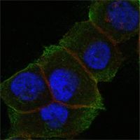 DAXX Antibody - DAXX Antibody in Immunofluorescence (IF)