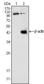 DAXX Antibody - DAXX Antibody in Western Blot (WB)