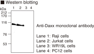 DAXX Antibody