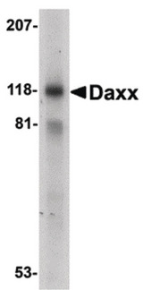 DAXX Antibody - Western blot of Daxx in 293 total cell lysate with Dax antibody at 1 mg/ml.