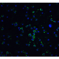 DAXX Antibody - Immunofluorescence of Daxx in Hela cells with Daxx antibody at 20 µg/mL.Green: Daxx Antibody  Blue: DAPI staining