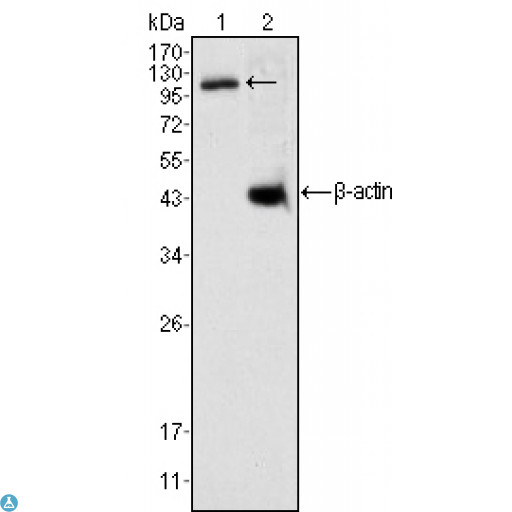 DAXX Antibody - Western Blot (WB) analysis using Daxx Monoclonal Antibody against K562 cell lysate (1).