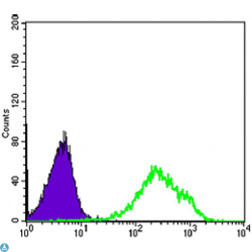 DAXX Antibody - Flow cytometric (FCM) analysis of HeLa cells using Daxx Monoclonal Antibody (green) and negative control (purple).