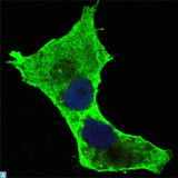 DAXX Antibody - Confocal Immunofluorescence (IF) analysis of PANC-1 cells using Daxx Monoclonal Antibody (green). Blue: DRAQ5 fluorescent DNA dye.