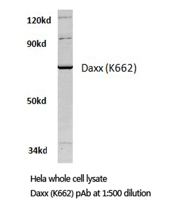 DAXX Antibody - Western blot of Daxx (K662) pAb in extracts from HeLa cells.