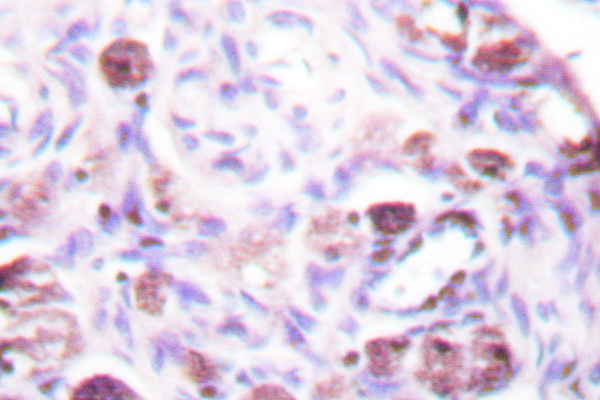 DAXX Antibody - IHC of Daxx (K662) pAb in paraffin-embedded human ovary tissue.