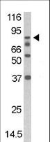 DAXX Antibody - The anti-Phospho-DAXX-S213 antibody is used in Western blot to detect Phospho-DAXX-S213 in mouse thymus tissue lysate