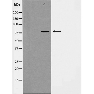 DAXX Antibody - Western blot analysis of extracts of various cellslines using GRP78 antibody