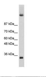 DAZ4 Antibody - HepG2 Cell Lysate.  This image was taken for the unconjugated form of this product. Other forms have not been tested.