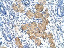 DAZ4 Antibody - DAZ4 antibody ARP40243_P050-AAF91331-DAZ4 (deleted in azoospermia 4) Antibody was used in IHC to stain formalin-fixed, paraffin-embedded human kidney.  This image was taken for the unconjugated form of this product. Other forms have not been tested.