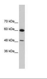 DAZAP1 Antibody - Daudi Cell Lysate.  This image was taken for the unconjugated form of this product. Other forms have not been tested.