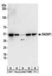 DAZAP1 Antibody - Detection of Human and Mouse DAZAP1 by Western Blot. Samples: Whole cell lysate (50 ug) from 293T, HeLa, Jurkat, mouse TCMK-1, and mouse NIH3T3 cells. Antibodies: Affinity purified rabbit anti-DAZAP1 antibody used for WB at 0.4 ug/ml. Detection: Chemiluminescence with an exposure time of 30 seconds.