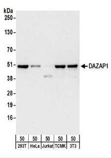 DAZAP1 Antibody - Detection of Human and Mouse DAZAP1 by Western Blot. Samples: Whole cell lysate (50 ug) from 293T, HeLa, Jurkat, mouse TCMK-1, and mouse NIH3T3 cells. Antibodies: Affinity purified rabbit anti-DAZAP1 antibody used for WB at 0.4 ug/ml. Detection: Chemiluminescence with an exposure time of 10 seconds.