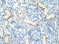DAZAP1 Antibody - DAZAP1 antibody ARP41161_P050-NP_733829-DAZAP1 (DAZ associated protein 1) Antibody was used in IHC to stain formalin-fixed, paraffin-embedded human kidney.  This image was taken for the unconjugated form of this product. Other forms have not been tested.