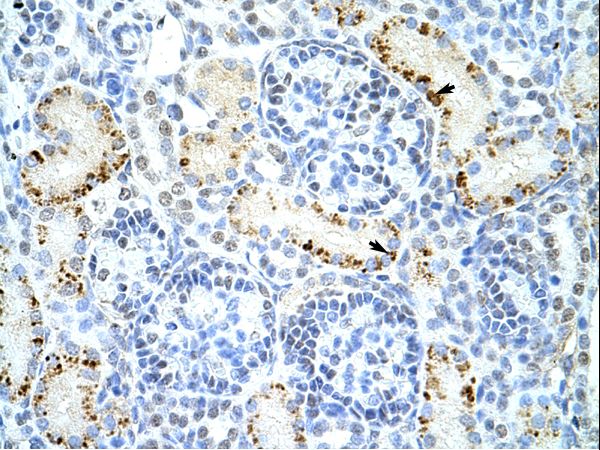 DAZAP1 Antibody - DAZAP1 antibody ARP41161_P050-NP_733829-DAZAP1 (DAZ associated protein 1) Antibody was used in IHC to stain formalin-fixed, paraffin-embedded human kidney.  This image was taken for the unconjugated form of this product. Other forms have not been tested.