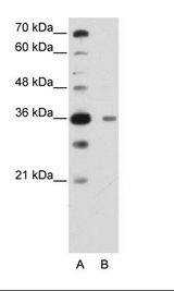 DAZAP1 Antibody - A: Marker, B: HepG2 Cell Lysate.  This image was taken for the unconjugated form of this product. Other forms have not been tested.