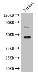 DAZAP1 Antibody - Western Blot Positive WB detected in: Hela whole cell lysate, Jurkat whole cell lysate, HEK293 whole cell lysate, HepG2 whole cell lysate All lanes: DAZAP1 antibody at 2.8µg/ml Secondary Goat polyclonal to rabbit IgG at 1/50000 dilution Predicted band size: 44, 41 kDa Observed band size: 44, 70 kDa