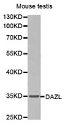 DAZL Antibody - Western blot analysis of extracts of mouse testis tissue lines, using DAZL antibody.
